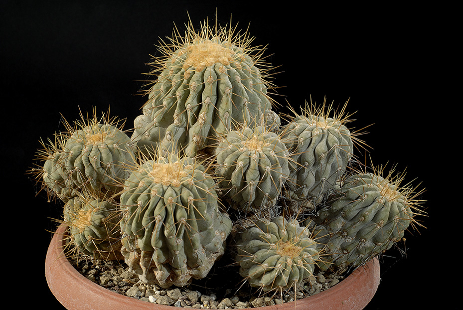 Copiapoa Haseltoniana d. 24 h. 12cm 250.00 €.jpg